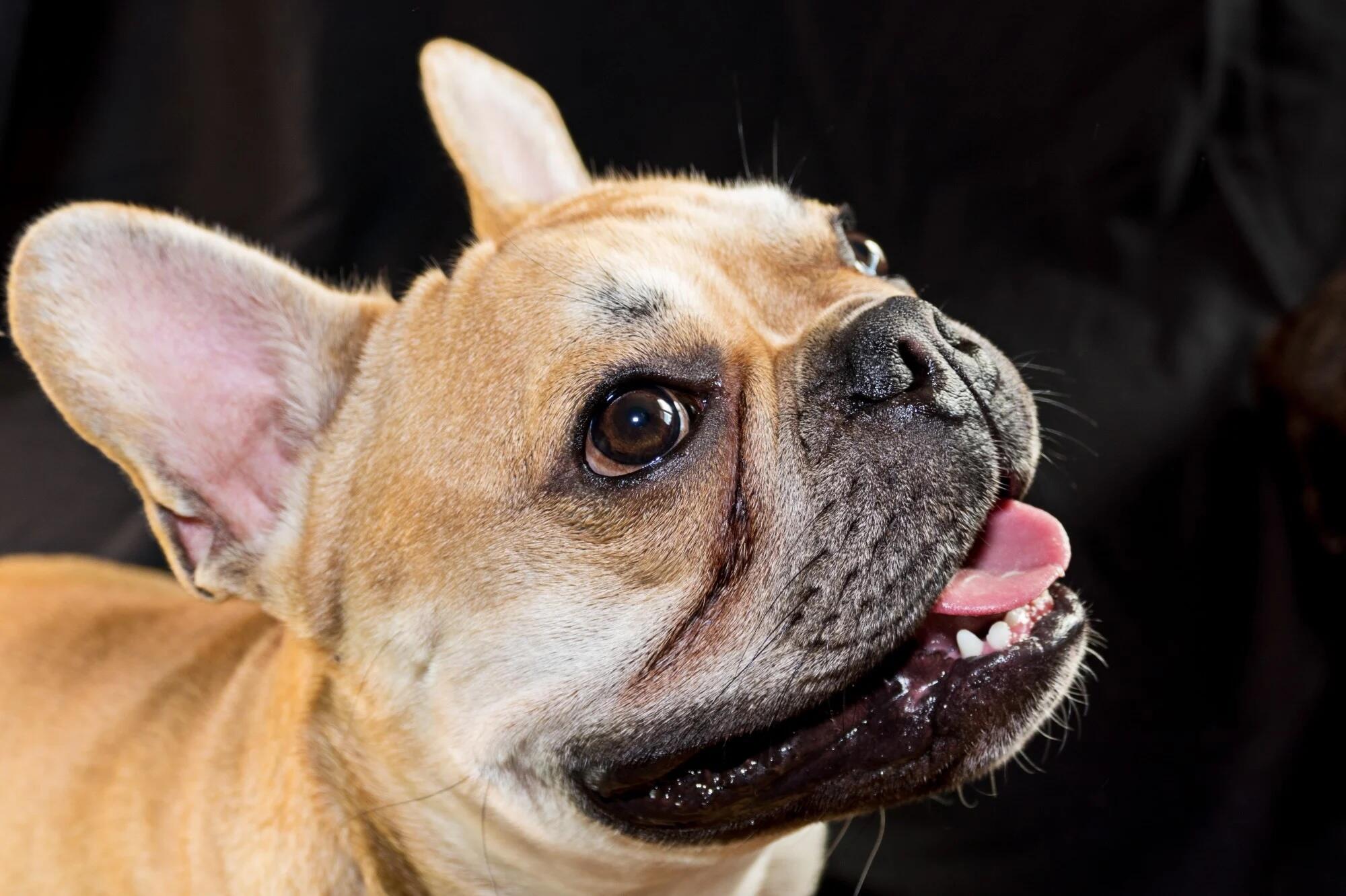 Pet-Friendly Assisted Living in Athens, TN: A Closer Look